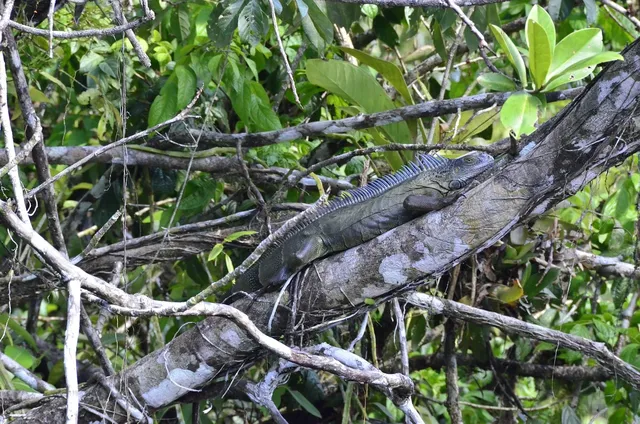 Pedra Pintada: a mystery in the heart of Brazil