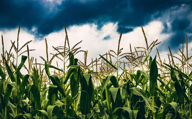 The crop circle mystery