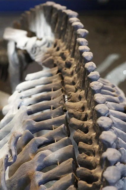 512px-ParacasSkullsIcaMuseum.jpg