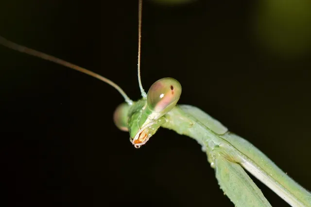 The Green Children of Banjos: people from unknown worlds