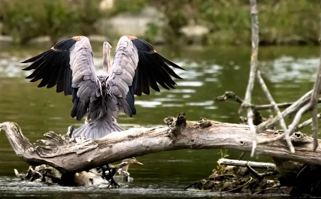 Image of Corey Goode, the designated intermediary of the Blue avians
