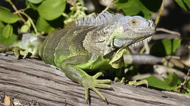 Interview with the Reptilian: the Lacerta files