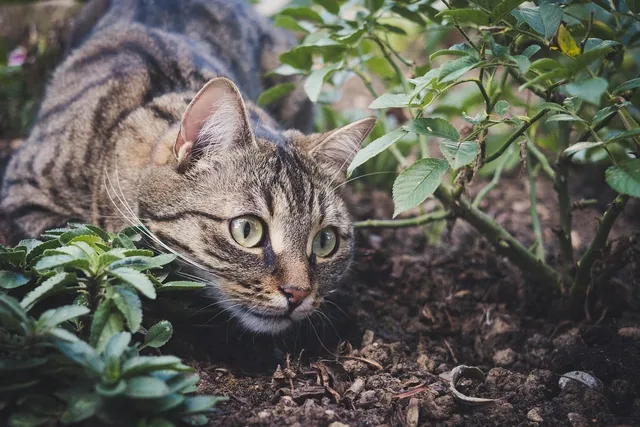 Cats are alien spies