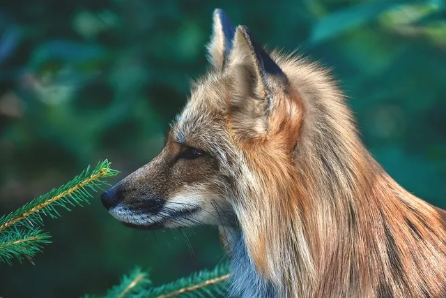Kanus: beings similar to dogs or wolves.