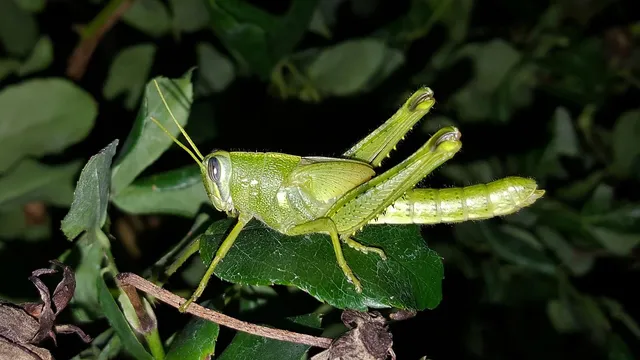 Insectoid aliens in ufology and conspiracy theories