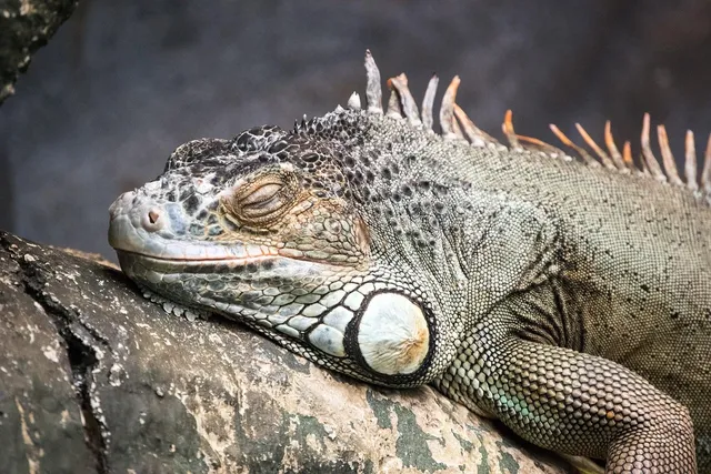 Interview with The Reptilian: the Lacerta Files