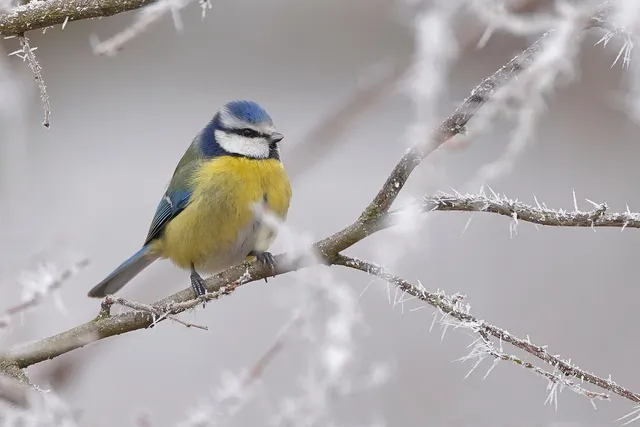 Corey Goode, the designated intermediary of the Blue avians