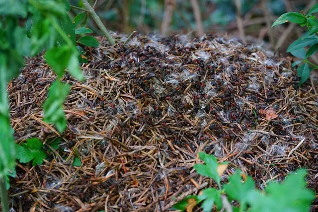 The ancestral bond between the Anunnaki and the Ant People of the Hopi Native Americans