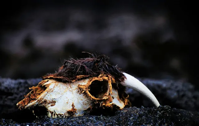 Skull and Bones Society
