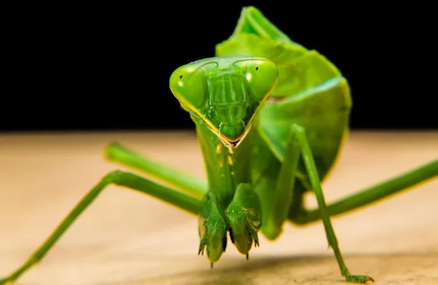 Insectoid aliens_mantis