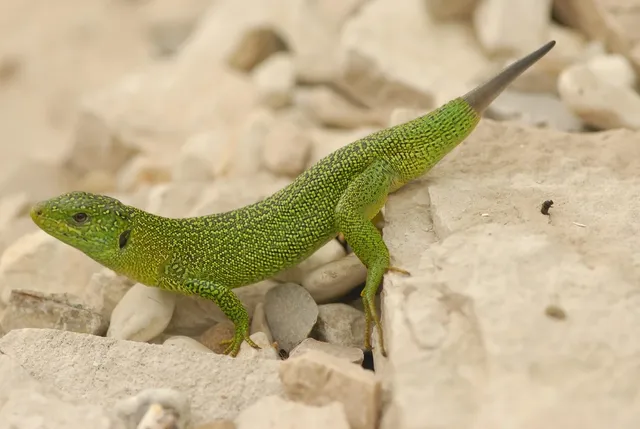 Babylonian Brotherhood: human-lizard hybrids