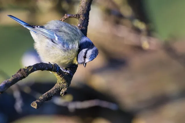 The Blue Avians: angels or gods?