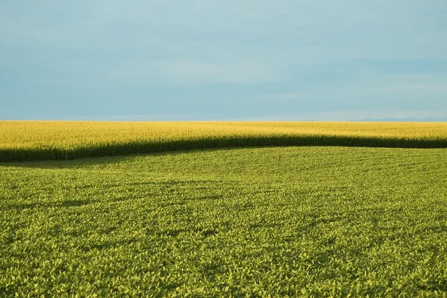 GMO Conspiracy Theory:  when man replaces nature