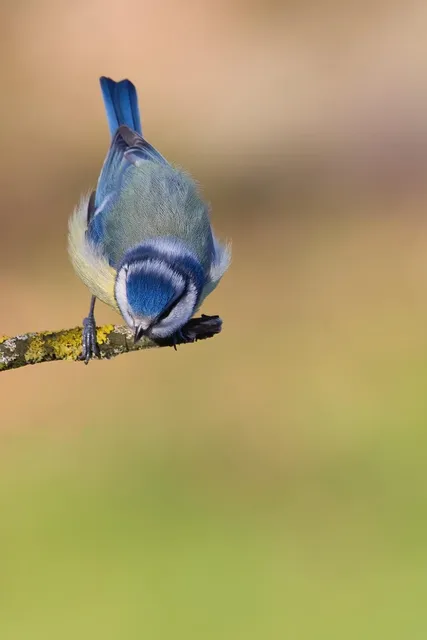 Blue Avians. Starseeds.