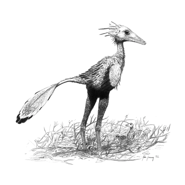Troodon sapiens - the theropod dinosaur (Sinornithoides youngi)