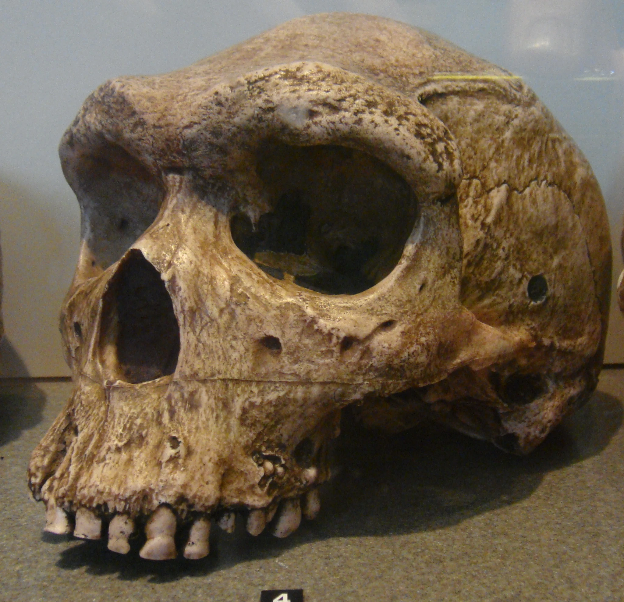 The Broken Hill Skull or Kabwe 1: a prehistoric enigma